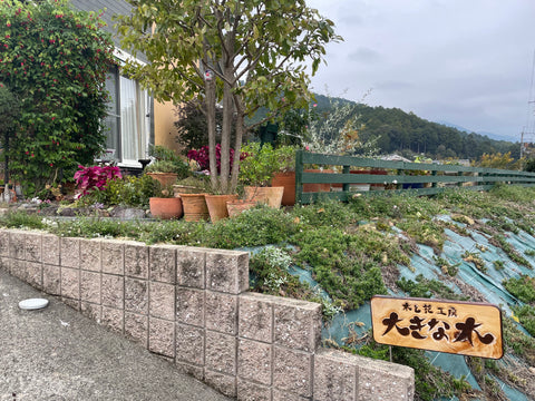 木と花工房　大きな木入り口