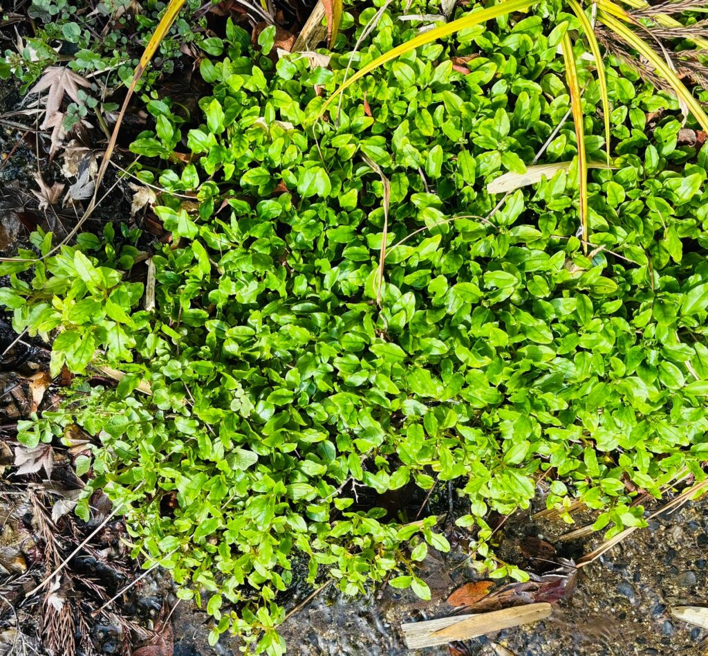 朝さんぽの草花